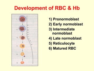 Development of RBC & Hb 1) Pronormoblast 2) Early normoblast 3) Intermediate normoblast 4) Late normoblast 5) Reticulocyte  6) Matured RBC 