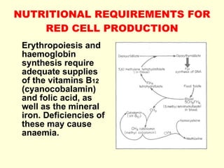 NUTRITIONAL REQUIREMENTS FOR RED CELL PRODUCTION Erythropoiesis and haemoglobin synthesis require adequate supplies of the vitamins B 12  (cyanocobalamin) and folic acid, as well as the mineral iron. Deficiencies of these may cause anaemia. 