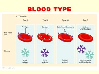 BLOOD TYPE 