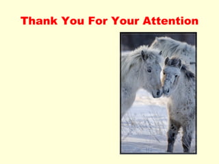 Thank You For Your Attention 
