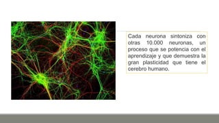 Cada neurona sintoniza con
otras 10.000 neuronas, un
proceso que se potencia con el
aprendizaje y que demuestra la
gran plasticidad que tiene el
cerebro humano.
 