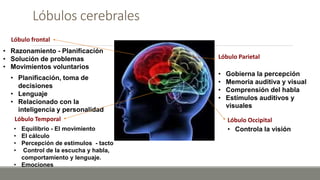 Lóbulos cerebrales
Lóbulo frontal
Lóbulo Parietal
Lóbulo Temporal Lóbulo Occipital
• Razonamiento - Planificación
• Solución de problemas
• Movimientos voluntarios
• Planificación, toma de
decisiones
• Lenguaje
• Relacionado con la
inteligencia y personalidad
• Equilibrio - El movimiento
• El cálculo
• Percepción de estímulos - tacto
• Control de la escucha y habla,
comportamiento y lenguaje.
• Emociones
• Gobierna la percepción
• Memoria auditiva y visual
• Comprensión del habla
• Estímulos auditivos y
visuales
• Controla la visión
 
