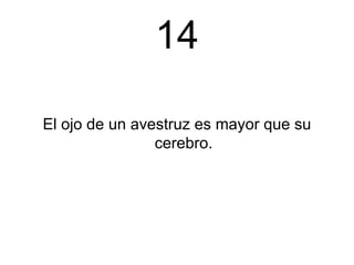 14 El ojo de un avestruz es mayor que su cerebro. 
