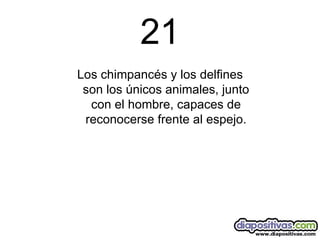 21 Los chimpancés y los delfines son los únicos animales, junto con el hombre, capaces de reconocerse frente al espejo. 