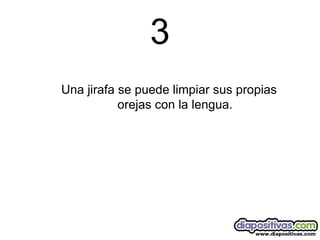 3 Una jirafa se puede limpiar sus propias orejas con la lengua. 
