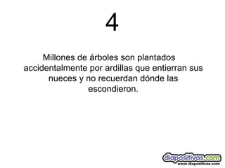 4 Millones de árboles son plantados accidentalmente por ardillas que entierran sus nueces y no recuerdan dónde las escondieron. 