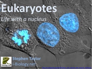 Eukaryotes
Life with a nucleus

Stephen Taylor
i-Biology.net
Image: Hela Cell nuclei via http://en.wikipedia.org/wiki/File:HeLa_cells_stained_with_Hoechst_33258.jpg

 