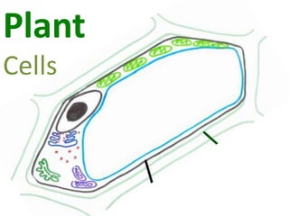 Plant
Cells

 