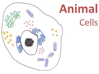 Animal
Cells

 