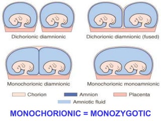 MONOCHORIONIC = MONOZYGOTIC 
 