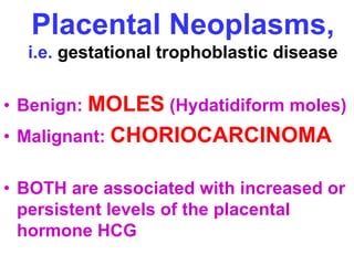 Placental Neoplasms, 
i.e. gestational trophoblastic disease 
• Benign: MOLES (Hydatidiform moles) 
• Malignant: CHORIOCARCINOMA 
• BOTH are associated with increased or 
persistent levels of the placental 
hormone HCG 
 