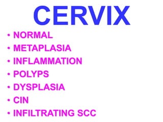 CERVIX 
• NORMAL 
• METAPLASIA 
• INFLAMMATION 
• POLYPS 
• DYSPLASIA 
• CIN 
• INFILTRATING SCC 
 