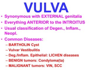 VULVA 
• Synonymous with EXTERNAL genitalia 
• Everything ANTERIOR to the INTROITUS 
• Usual classification of Degen., Inflam., 
Neopl. 
• Common Diseases: 
– BARTHOLIN Cyst 
– Vulvar Vestibulitis 
– Deg./Inflam. Epithelial: LICHEN diseases 
– BENIGN tumors: Condyloma(ta) 
– MALIGNANT tumors: VIN, SCC 
 