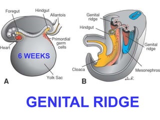 6 WEEKS 
GENITAL RIDGE 
 