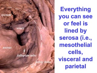 Everything 
you can see 
or feel is 
lined by 
serosa (i.e., 
mesothelial 
cells, 
visceral and 
parietal 
 