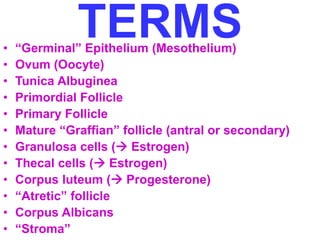 TERMS 
• “Germinal” Epithelium (Mesothelium) 
• Ovum (Oocyte) 
• Tunica Albuginea 
• Primordial Follicle 
• Primary Follicle 
• Mature “Graffian” follicle (antral or secondary) 
• Granulosa cells ( Estrogen) 
• Thecal cells ( Estrogen) 
• Corpus luteum ( Progesterone) 
• “Atretic” follicle 
• Corpus Albicans 
• “Stroma” 
 
