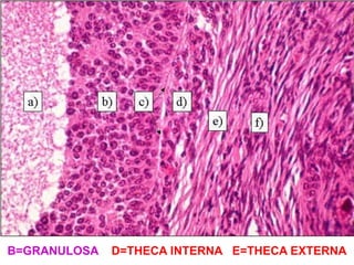 B=GRANULOSA D=THECA INTERNA E=THECA EXTERNA 
 