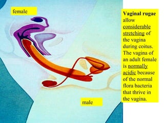 23 female-reproductive-system-1213116557688874-8-1 | PPT