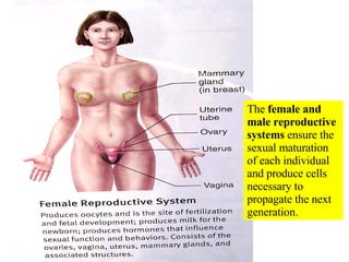 The  female and male reproductive systems  ensure the sexual maturation of each individual and produce cells necessary to propagate the next generation. 