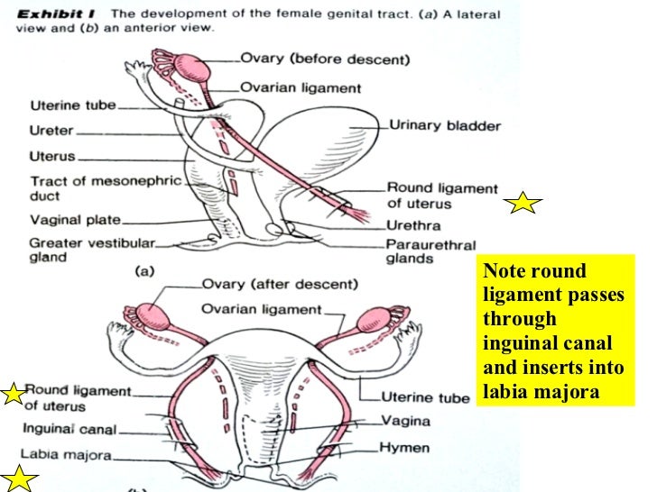 23 Female Reproductive System