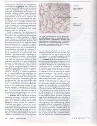 23 glandulas-mamarias1