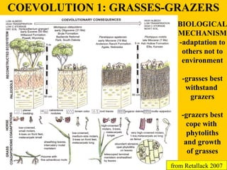 COEVOLUTION 1: GRASSES-GRAZERS 
BIOLOGICAL 
MECHANISM 
-adaptation to 
others not to 
environment 
-grasses best 
withstan...