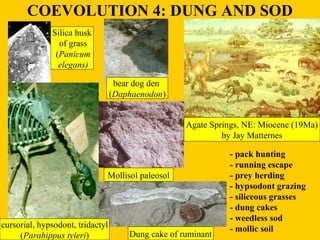 COEVOLUTION 4: DUNG AND SOD 
Agate Springs, NE: Miocene (19Ma) 
by Jay Matternes 
bear dog den 
(Daphaenodon) 
Mollisol pa...