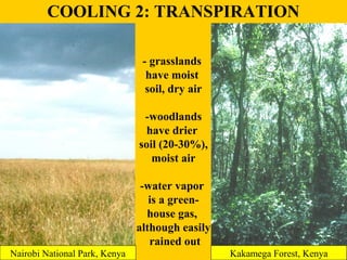 COOLING 2: TRANSPIRATION 
- grasslands 
have moist 
soil, dry air 
-woodlands 
have drier 
soil (20-30%), 
moist air 
-wat...