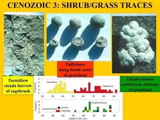 CENOZOIC 3: SHRUB/GRASS TRACES 
Taenidium 
cicada burrow 
of sagebrush 
Edaphichnium 
earthworm chimney 
of grassland 
Pal...