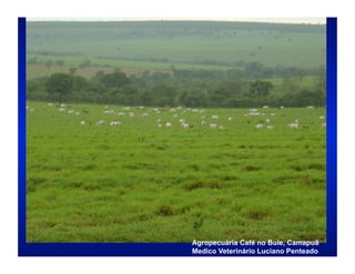 Agropecuária Café no Bule, Camapuã
Medico Veterinário Luciano Penteado
 