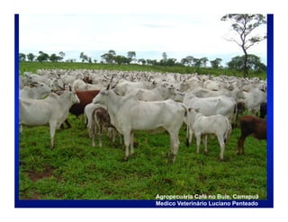 Agropecuária Café no Bule, Camapuã
Medico Veterinário Luciano Penteado
 