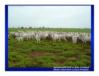 Agropecuária Café no Bule, Camapuã
Medico Veterinário Luciano Penteado
 