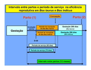 Intervalo entre partos e período de serviço na eficiência
        reprodutiva em Bos taurus e Bos indicus

                                           Concepção
            Parto (1)                                                 Parto (2)

               Involução      Período de concepção      Gestação 280 dias
                 uterina       55 dias Bos Taurus           (Bos taurus)
 Gestação                                              Gestação 290 dias
                           Período de concepção
                            45 dias Bos Indicus           (Bos Indicus)



                      D-30

                   Período de serviço (85 dias)


                  Período de serviço (75 dias)




                             Intervalo entre partos (12 meses)
 