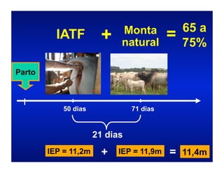 Monta             65 a
          IATF         +    natural
                                          =   75%

Parto



            50 dias             71 dias


                      21 dias
        IEP = 11,2m     +   IEP = 11,9m   = 11,4m
 