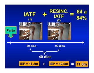 RESINC. 64 a
          IATF
             (1)
                       +     IATF = 84%
                                 (2)


Parto



            50 dias             90 dias


                      40 dias
        IEP = 11,2m     +   IEP = 12,5m   = 11,6m
 