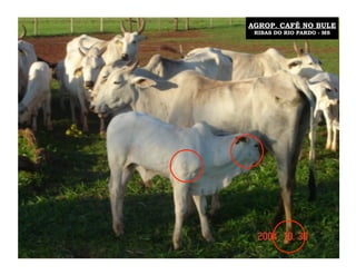 AGROP. CAFÉ NO BULE
 RIBAS DO RIO PARDO - MS
 