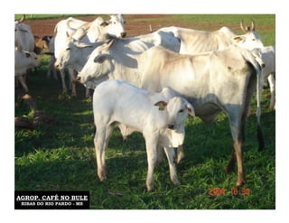 AGROP. CAFÉ NO BULE
 RIBAS DO RIO PARDO - MS
 