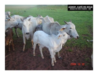 AGROP. CAFÉ NO BULE
 RIBAS DO RIO PARDO - MS
 