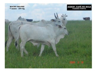 MACHO NELORE       AGROP. CAFÉ NO BULE
7 meses - 254 Kg      FAZENDA PONTAL
 
