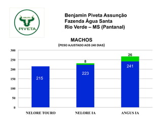 Benjamin Piveta Assunção
                        Fazenda Água Santa
                        Rio Verde – MS (Pantanal)

                            MACHOS
                     (PESO AJUSTADO AOS 240 DIAS)
300
                                                          26
250
                                    8
                                                          241
200
                                   223
150       215

100                              216
                                                    208
50

  0
      NELORE TOURO             NELORE IA             ANGUS IA
 