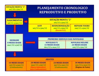 ESTAÇÃO	
  MONTA	
  “1”	
       	
  
  	
  set/10	
  a	
  jan/11	
                      PLANEJAMENTO	
  CRONOLOGICO	
  
                                                    REPRODUTIVO	
  E	
  PRODUTIVO	
  

 NASCIMENTOS	
                                                              ESTAÇÃO	
  MONTA	
  “2”	
        	
  
 	
  jul/11	
  a	
  nov/11	
                                                   	
  set/11	
  a	
  jan/12	
  
                                                   IATF       	
               RESINCRONIZAÇÃO	
                             	
  REPASSE	
  TOURO	
  

                                          	
  set/11	
  a	
  jan/12	
           	
  out/11	
  a	
  jan/12	
                   	
  out/11	
  a	
  jan/12	
  
                                                                                       (Exceto	
  C11)	
  	
  




          DESMAME	
  	
  
                                                                          PRIMEIRO	
  SERVIÇO	
  DAS	
  NOVILHAS	
  
     8	
  MESES	
  IDADE	
                                        NOVILHAS	
  F1	
  	
                               	
  NOVILHAS	
  NELORE                  	
  
 	
  mar/12	
  a	
  jul/12	
                                     15	
  MESES	
  IDADE    	
                                24	
  MESES	
  IDADE        	
  
                                                                 dez/12	
  a	
  mar/13     	
                             	
  	
  out/13	
  a	
  jan/14 	
  




                                                                    ABATES	
  
    14	
  MESES	
  IDADE        	
     20	
  MESES	
  IDADE     	
                 24	
  MESES	
  IDADE       	
                 30	
  MESES	
  IDADE    	
  
    	
  set/12	
  a	
  jan/13	
        	
  mar/13	
  a	
  jul/13	
                 	
  jul/13	
  a	
  nov/13	
                  	
  jan/14	
  a	
  mai/14 	
  
      (ConTinamento)
                   	
                  (Época	
  Indesejável	
  
                                                            	
                       (ConTinamento)
                                                                                                  	
                             (Regime	
  de	
  Pasto)
                                                                                                                                                       	
  
                                       para	
  ConTinamento)   	
  
 