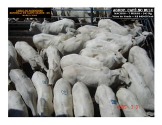 LEILÃO DO FAZENDEIRO        AGROP. CAFÉ NO BULE
EXPOSIÇÃO DE CAMPO GRANDE - MS    MACHOS – 7 MESES – 243 Kg
          MARÇO/2005
                                 Valor de Venda = R$ 840,00/cab
 
