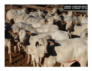 AGROP. CAFÉ NO BULE
MACHOS – 8,5 MESES – 251 Kg
 