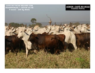 LOTE DE VACAS NELORE COM
BEZERROS(AS) ½ DEVON AO PÉ   AGROP. CAFÉ NO BULE
                                FAZENDA PONTAL
   9 meses - 268 Kg Média
 