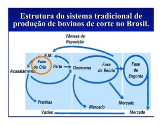 Estrutura do sistema tradicional de
produção de bovinos de corte no Brasil.
 