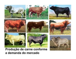 Produção de carne conforme
a demanda do mercado
 