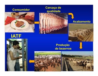 Carcaça de
Consumidor    qualidade


                                 Acabamento




IATF
                    Produção
                   de bezerros
 