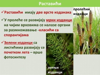 Раставићи
Раставићи имају две врсте изданака
У пролеће се развијају мрки изданци
на чијим врховима се налазе органи
за размножавање -класићи са
спорангијама
пролећни
изданци
Зелени изданци са
листићима развијају се
почетком лета – врше
фотосинтезу
летњи
изданци
 