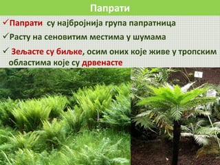 Папрати
Папрати су најбројнија група папратница
Расту на сеновитим местима у шумама
 Зељасте су биљке, осим оних које живе у тропским
областима које су дрвенасте
 