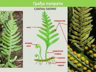 Грађа папрати
спорангије
лист
млади
лист
надземно
стабло
ризом
жиличаст
корен
СЛАТКА ПАПРАТ
 